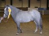 stallion Ganove 73 (American Classic Shetler. Pony, 2004, from Georg)