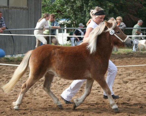 Zuchtstute Litschi (Shetland Pony, 2007, von Georg)