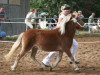 broodmare Litschi (Shetland Pony, 2007, from Georg)