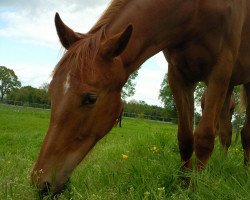 dressage horse Elja Sue (Hanoverian, 2011, from Edward 28)