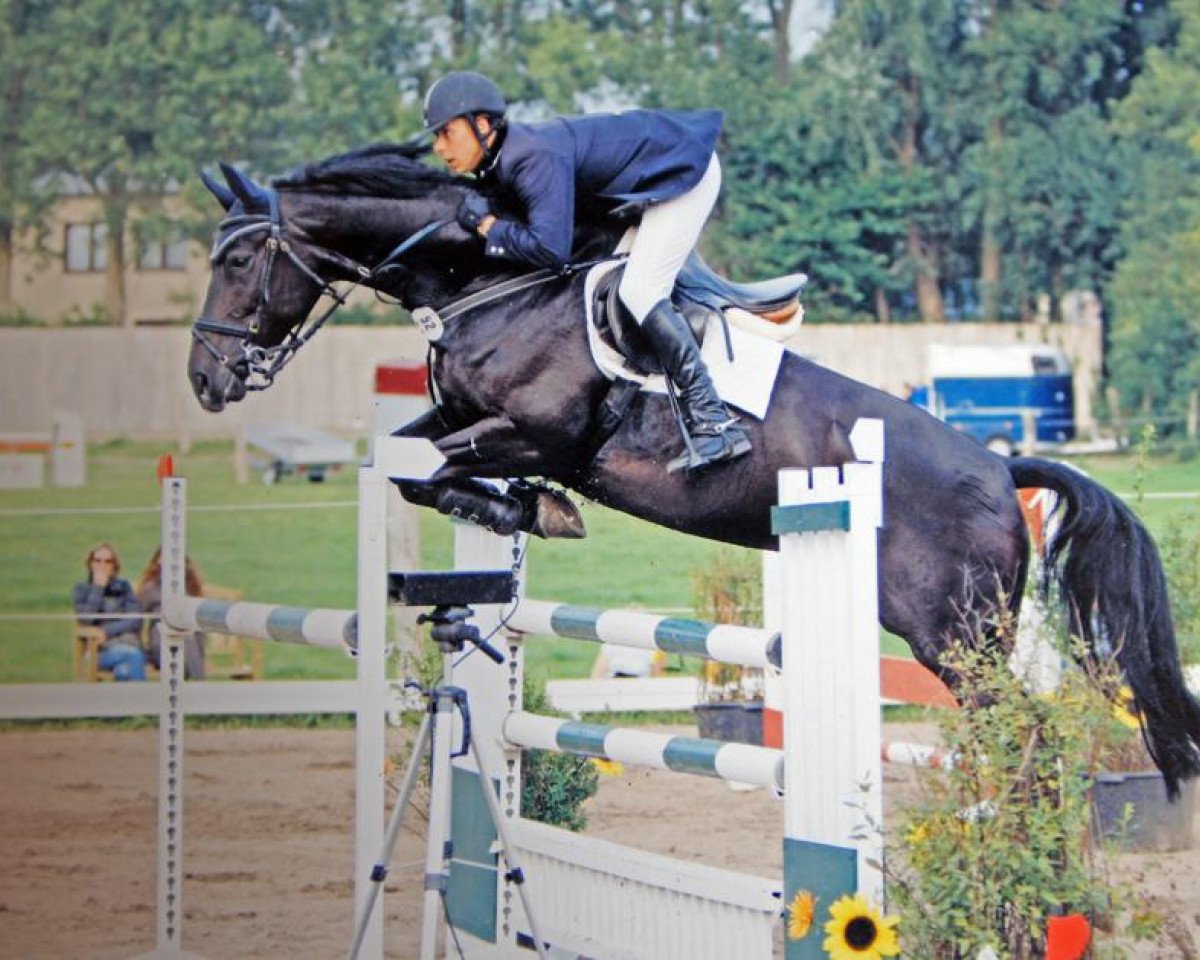 Springpferd Canberra 27 (Hannoveraner, 2003, von Contendro I)