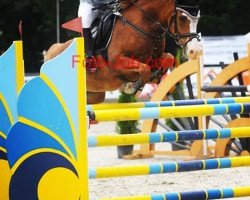 Springpferd Mbf Gyacomo (Deutsches Reitpony, 2005, von Gospodin H)