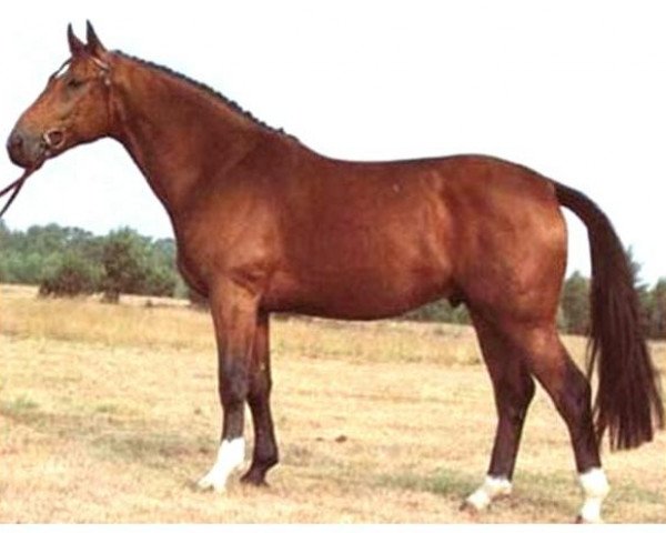 horse Wanderer (Hanoverian, 1980, from Wagner)