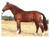 stallion Wanderer (Hanoverian, 1980, from Wagner)