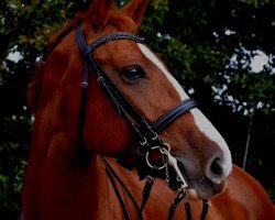 dressage horse Quite Perfect (Holsteiner, 2006, from Quick Nick 4)