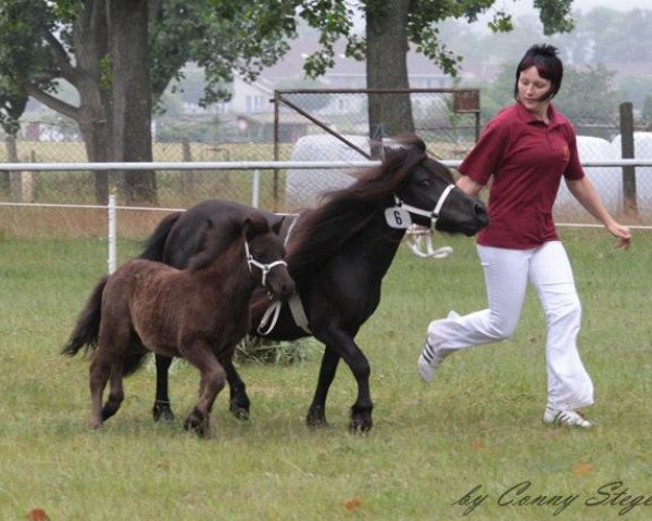 stallion Porthos von der Mühlbachquelle (Shetland Pony, 2013, from Paul van de Heul)