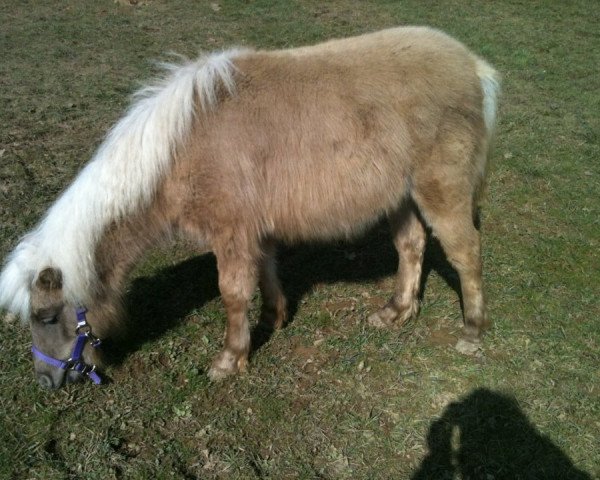 Pferd Isi (Shetland Pony, 2011, von Ramiro)