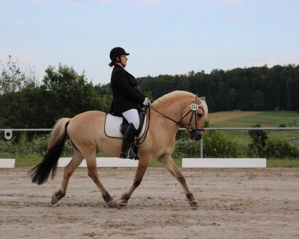 stallion Sandro (Fjord Horse, 2001, from Skjöld)