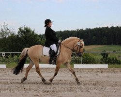 stallion Sandro (Fjord Horse, 2001, from Skjöld)