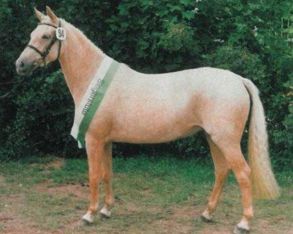 broodmare FS Golden Fleur (German Riding Pony, 1993, from Golden Dancer)