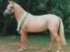 horse FS Golden Fleur (German Riding Pony, 1993, from Golden Dancer)