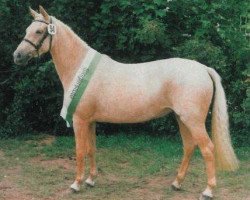 Zuchtstute FS Golden Fleur (Deutsches Reitpony, 1993, von Golden Dancer)