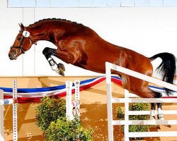 stallion Calazio 170 FIN (Holsteiner, 2004, from Calato)