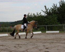 dressage horse Ignace van den Bosdries (Fjord Horse, 2007, from Hildar N.2513)