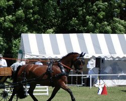 Springpferd Tuelator (Schweres Warmblut, 2004, von Wilhelm Tell)