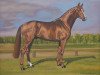 stallion Londonderry (Hanoverian, 1995, from Lauries Crusador xx)