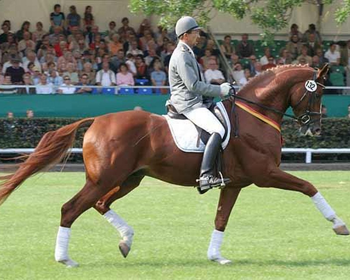 stallion Locksley II (Hanoverian, 2002, from Londonderry)