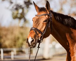 jumper Clooney Z (Zangersheide riding horse, 2012, from Canabis Z)