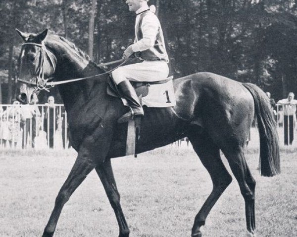 stallion Tamanar xx (Thoroughbred, 1955, from Sunny Boy III xx)