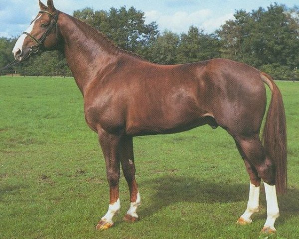 stallion Corghano (Oldenburg, 1990, from Cordalme Z)