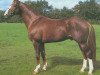 stallion Corghano (Oldenburg, 1990, from Cordalme Z)