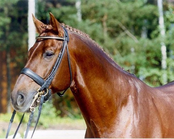 stallion Platini (Zweibrücken, 1990, from Panchero AA)