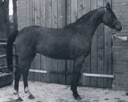 broodmare Shila (Hanoverian, 1976, from Shogun xx)