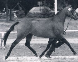 Zuchtstute Wischnu (Hannoveraner, 1985, von Wenzel I)