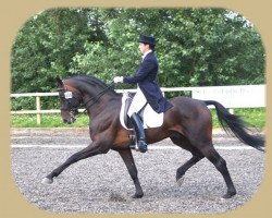 stallion Fontainebleau (Hanoverian, 1990, from Wanderer)