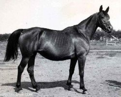 broodmare Tichonja (Russian Trakehner, 1965, from Topol 1958 ox)