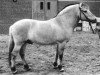 stallion Fridolin (Fjord Horse, 1974, from Fuerst K)