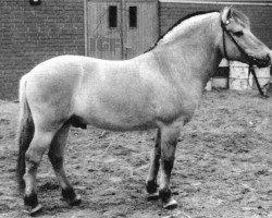 stallion Fridolin (Fjord Horse, 1974, from Fuerst K)