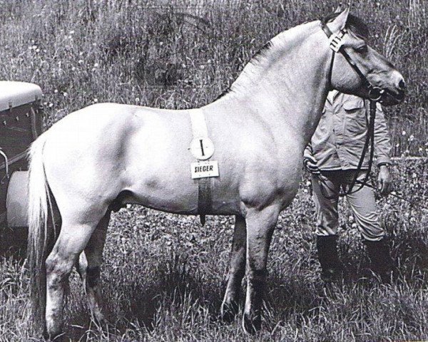 stallion Foss (Fjord Horse, 1970, from Linus HE 66)