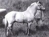 stallion Foss (Fjord Horse, 1970, from Linus HE 66)