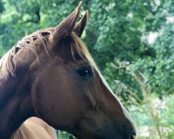 broodmare Luna (Westphalian, 1996, from Lurioso)