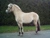 horse Floris (Fjord Horse, 2009, from Timor)