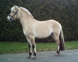 horse Floris (Fjord Horse, 2009, from Timor)