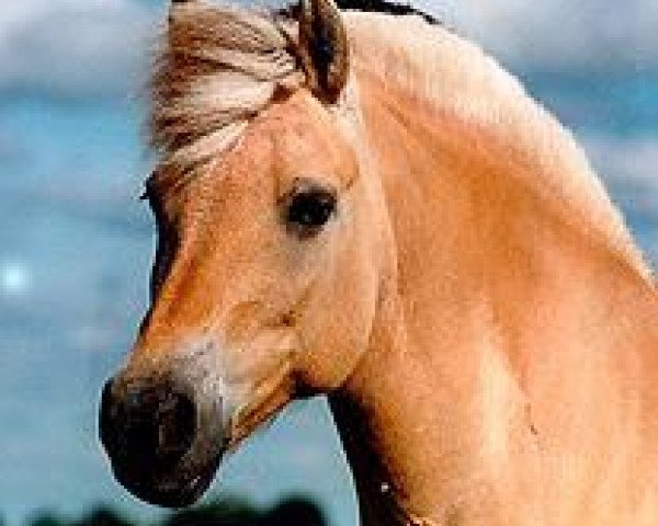 broodmare Solstrale (Fjord Horse, 1987, from Fyrst Halsnæs)