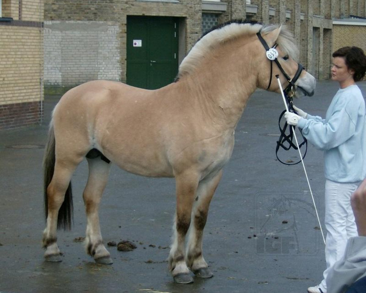 Deckhengst Klosterhof's Fiete (Fjordpferd, 2006, von Fjølestaen N.2681)