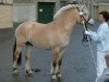 stallion Klosterhof's Fiete (Fjord Horse, 2006, from Fjølestaen N.2681)