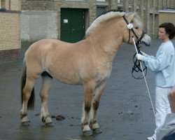 stallion Klosterhof's Fiete (Fjord Horse, 2006, from Fjølestaen N.2681)