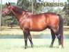 stallion Onassis (Trakehner, 1984, from Consul)
