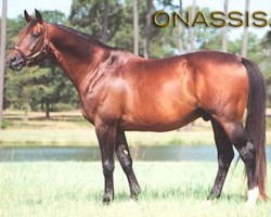 stallion Onassis (Trakehner, 1984, from Consul)