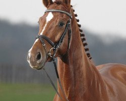 dressage horse Finnmark (Westphalian, 2004, from Fidermark)