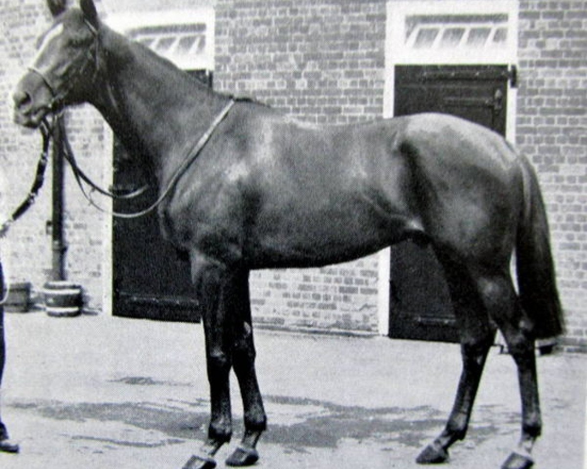 stallion Gratitude xx (Thoroughbred, 1953, from Golden Cloud xx)