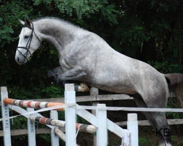 stallion Istafan (Oldenburg, 1983, from Inschallah AA)