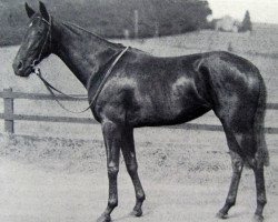 broodmare Raven Locks xx (Thoroughbred, 1945, from Mr. Jinks xx)