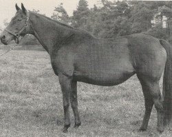 broodmare Aggravate xx (Thoroughbred, 1966, from Aggressor xx)