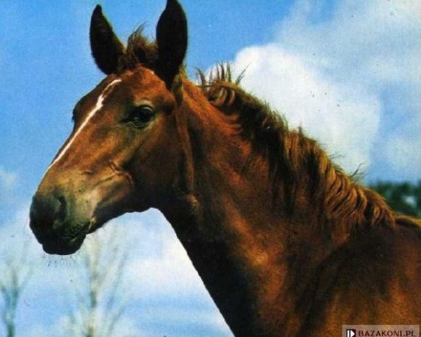 stallion Centaur (Trakehner, 1976, from Kobryń)