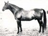 stallion Chromogen (Russian Trakehner, 1965, from Chochot)